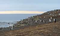 24 Pingouins & goélands
