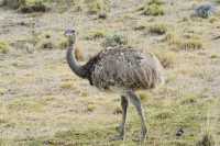 111 Nandou de Darwin (1,5m - 20 à 30 kg) *