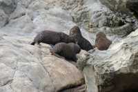 016 Otaries - Ohau Point Seal Colony