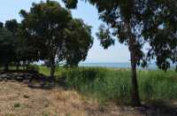 71 Eucalyptus & lac de Tibériade à Tabgha-Dalmanutha