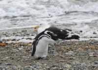 056 Goéland & pingouin- Seno Otway