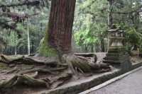 118 Racines près de Kasuga