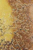 40 Mammoth Hot Spring Terraces