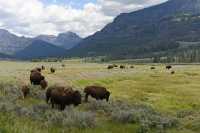 35 Troupeau de bisons