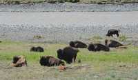 30 Troupeau de bisons