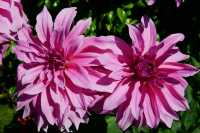 77 Jardin des plantes