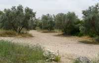 06 Chemin & oliviers
