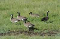 76 Oies du Canada (Bernaches) B