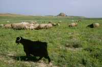 577 Troupeau et vue de Kalah