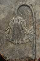 052 Crinoidea de Guiizhou (Reconstitution)