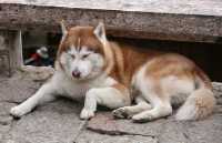 81 Peau de chien avec chien