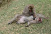 127 Macaques du Japon