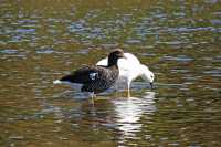 076 Ouettes marines (Chloephaga hybrida) le mâle est blanc
