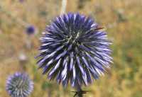 17 Chardon dans la région inhabitée au nord-est du lac