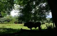 073 Taureau cherchant l'ombre