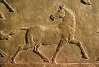 658 Les chasses du roi Assurbanipal