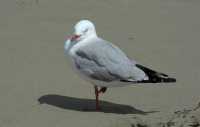 37 Mouette