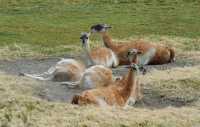 75 Guanacos dans la poussière