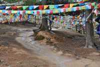 30 Tissus dans les arbres
