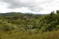 078 Forêt (Waimangu)