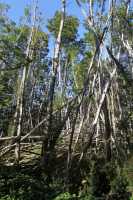 41 Forêt près du glacier Aguila