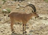 23 Ibex mâle