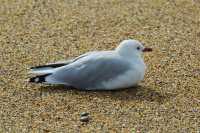037 Mouette