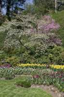 34 Fruitier en fleurs