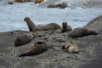 070 Otaries au bout de Doubtful Sound