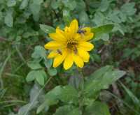 32 Fleur jaune & insectes