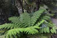 094 Fougère - Queen Charlotte Sound - Anakiwa