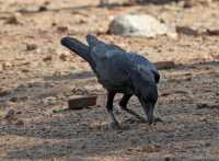 73 Corbeau (Corvus orru)