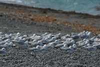 011 Mouettes contre le vent - Sud de Kaikura