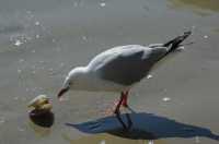 22 Mouette à Moeraki