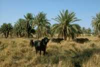 329 Buffles au Nord de l'E-Sagil