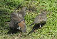 102 Tourterelle (Géopélie zébrée) Phare de la pointe de Vénus