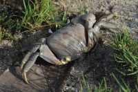 146 Tupa, crabe terrestre (Cardisoma carnifex) à respiration aérienne