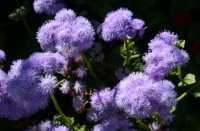 86 Jardin des plantes