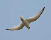 51 Hirondelle de mer