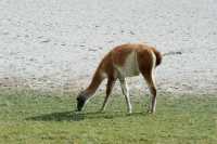 084 Lagune & guanaco