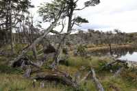 013 Vers l'Estancia Harberton