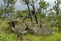 42 Les Cycads arbustes survivant du temps des dynosaures