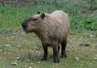 113 Cabiai (Capybara)