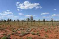13 Savane au Nord d'Uluru