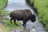 50 Bison traversant un ruisseau