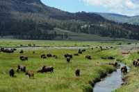 57 Troupeau de bisons