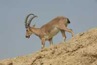 02 Ibex mâle