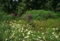 247 Philippes - Clairière près de la rivière