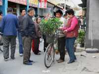 019 Rue Liulichang - Fleurs