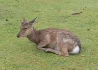 003 Nara - Cerf sika en Avril